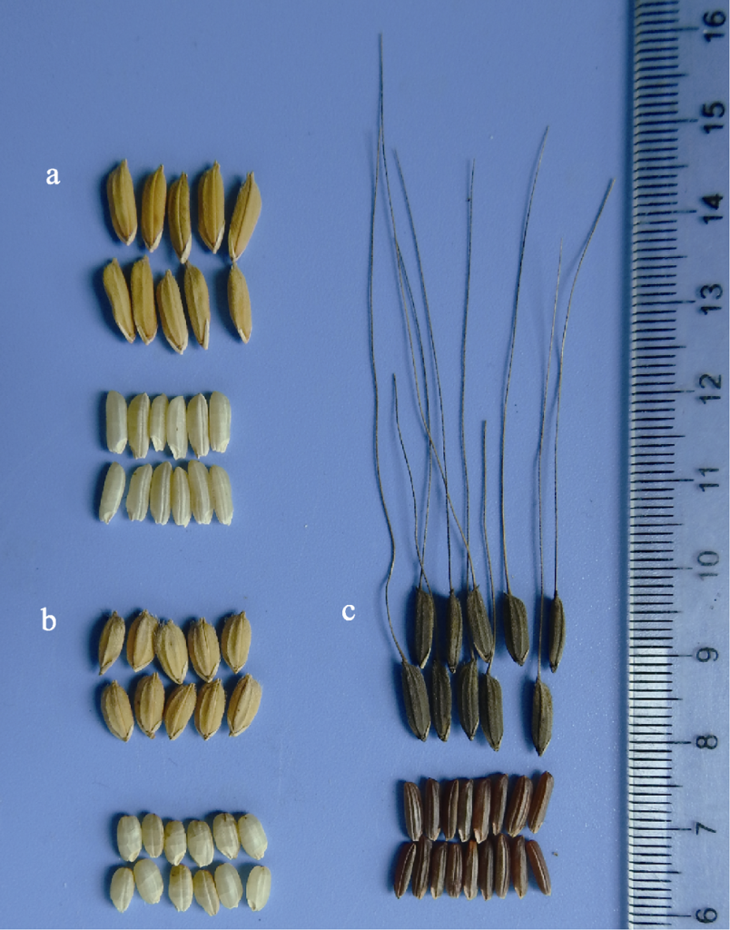 Boabele și sămânța de Oryza rufipogon, O. sativa ssp. indica și japonica. a, soiul indica 9311; b, soiul japonica Nipponbare; c, O. rufipogon din populația Dongxiang din provincia Jiangxi.