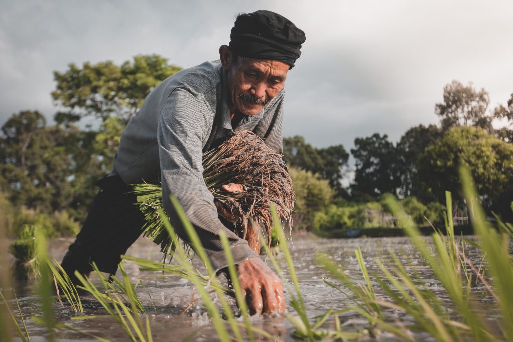 fermier cultivator de orez