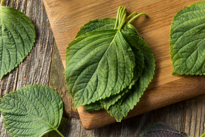Shiso (Perilla). Istorie, beneficii și rețete populare
