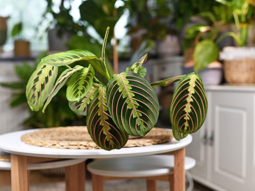 Calathea - Îngrijirea și Cultivarea