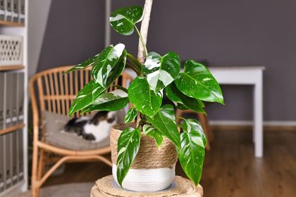 Filodendron - Ghid de îngrijire