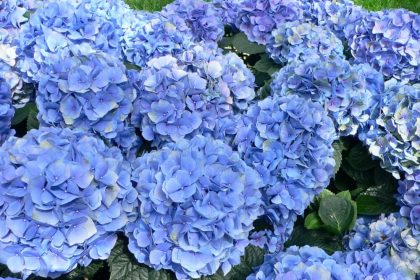 Hortensie – Ghid complet de îngrijire