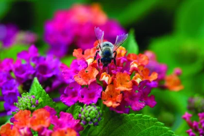 Lantana – Ghid de îngrijire