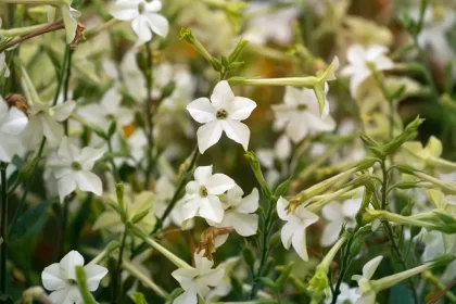 Regina nopții – Ghid de îngrijire