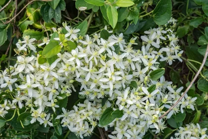 Clematis – Ghid complet de îngrijire