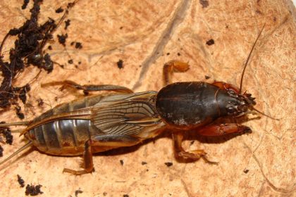 Coropișnița - Identificare, prevenire și combatere eficientă