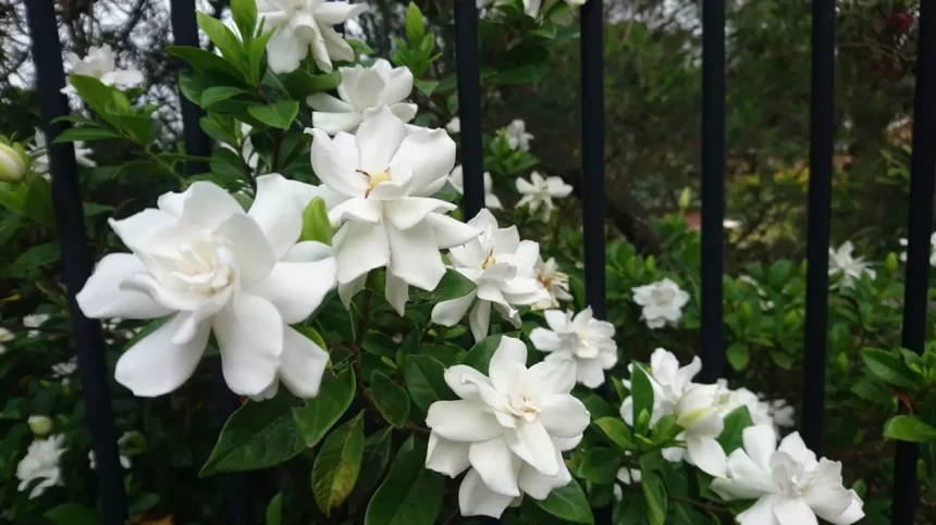 Gardenia - Îngrijirea și cultivarea