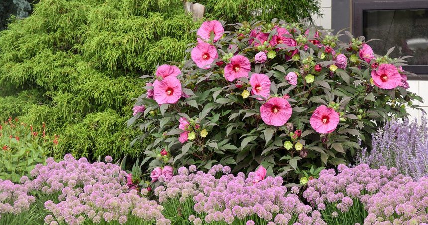 Hibiscus - Îngrijirea și Cultivarea