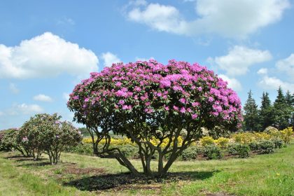 Rhododendron - Îngrijirea și Cultivarea