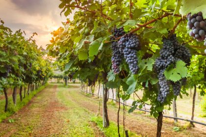 Calendarul Tratamentelor + Tabel tratamente vița de vie