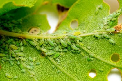 Cum scap de afide rapid – remedii de casă și tratamente eficiente